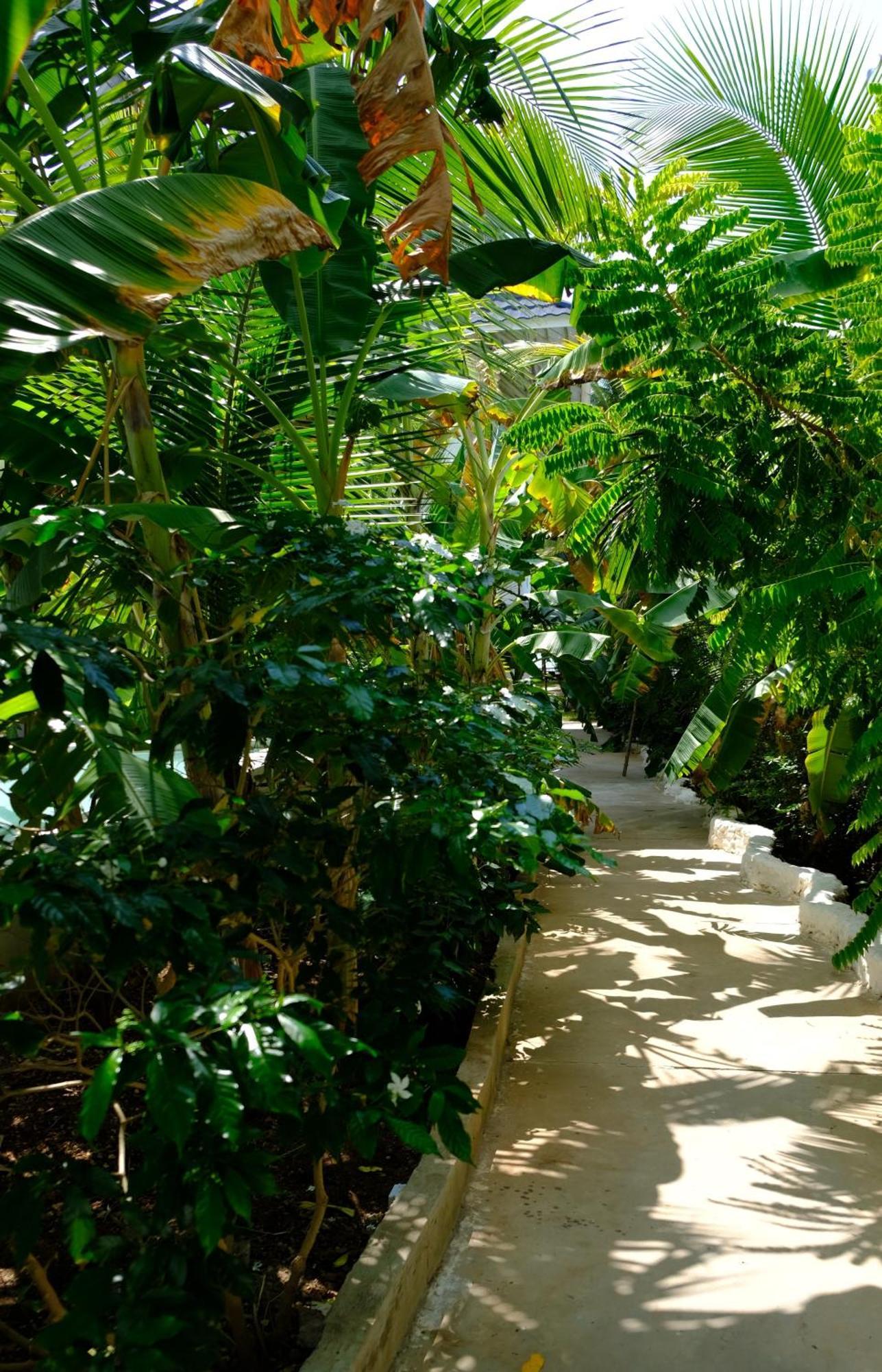 Bed and Breakfast Kobe House Jambiani  Exterior foto